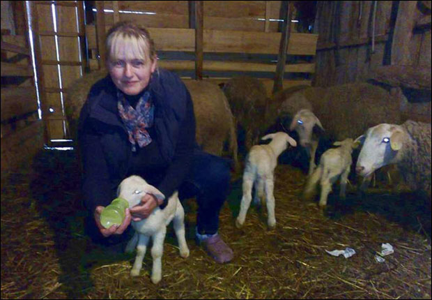 Белика ојагњила шесторо