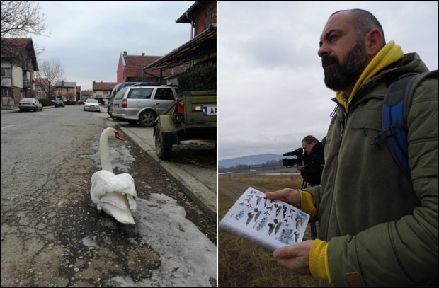 Лабуд ловачким псима умакао у последњи час