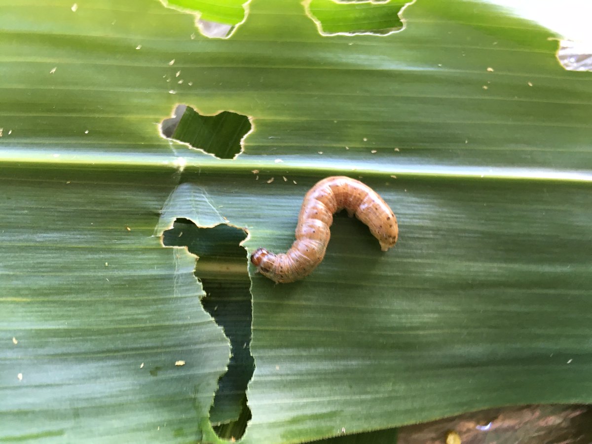 Инвазија гусеница прети усевима у јужној Африци