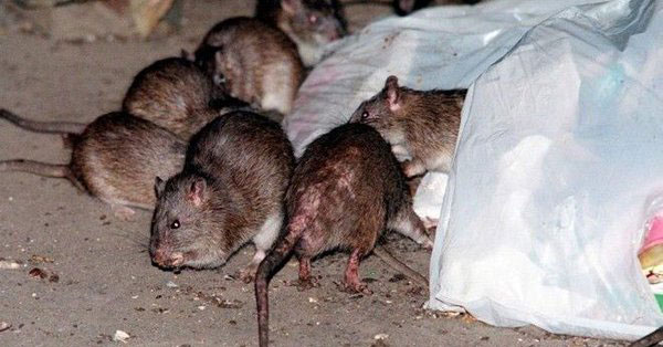 У Њујорку једна особа преминула од болести коју преносе пацови, још двоје заражено