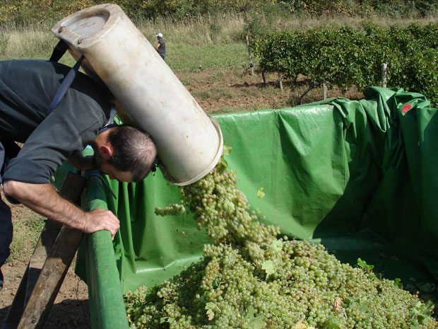 Свислајон преузео Вршачке винограде