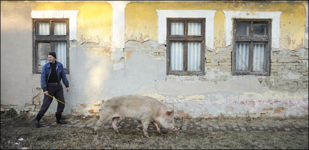 Вепар Паћин омиљени качаревачки зет