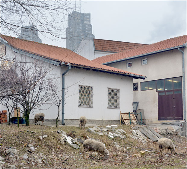 Угинулог коња комшији закопао насред дворишта