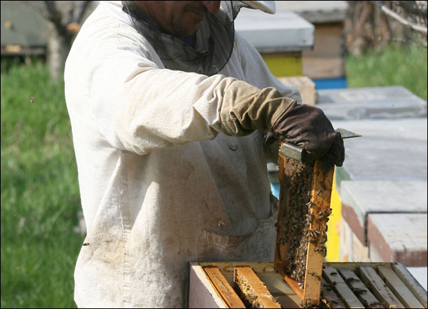 Мормони из САД зује око српских кошница!