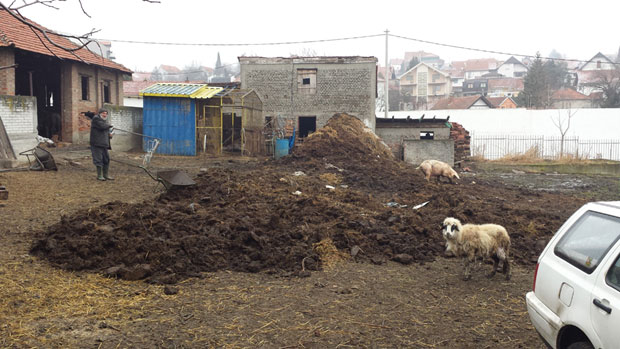 Коњарник стрепи од заразе, леш коња прекривен балегом лежи у дворишту