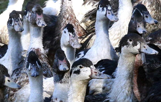 Француска убија све патке на југозападу због вируса