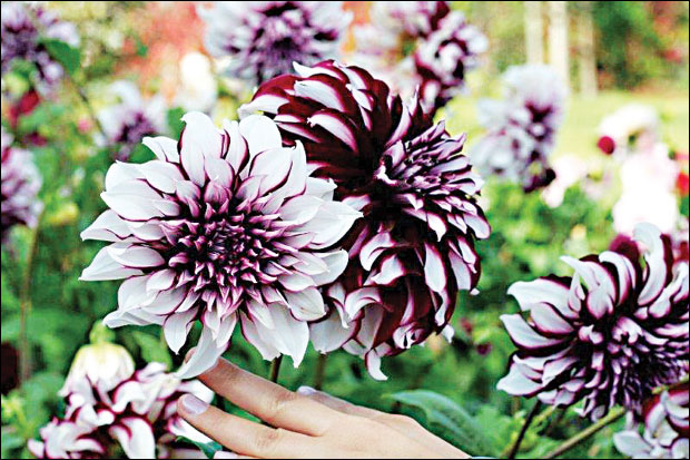 Шта посадити уместо пролећних луковица 