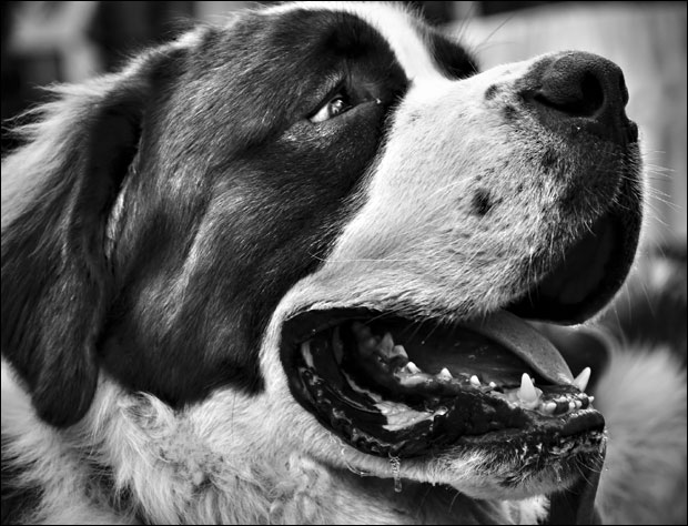 Породица добила 885.000 долара одштете за убијеног пса