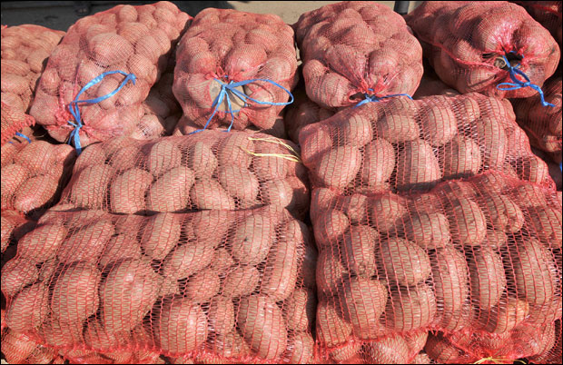 Заражен семенски кромпир