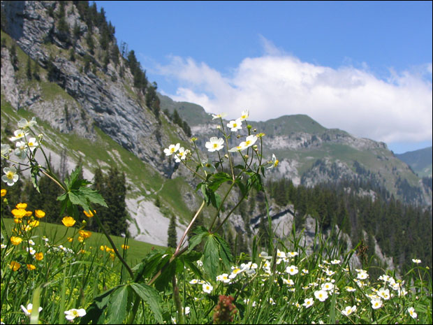 Британац продаје свеж швајцарски ваздух