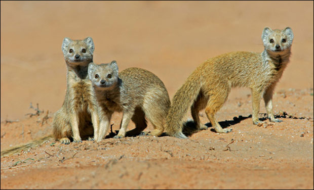 Игра престола у свету мунгоса