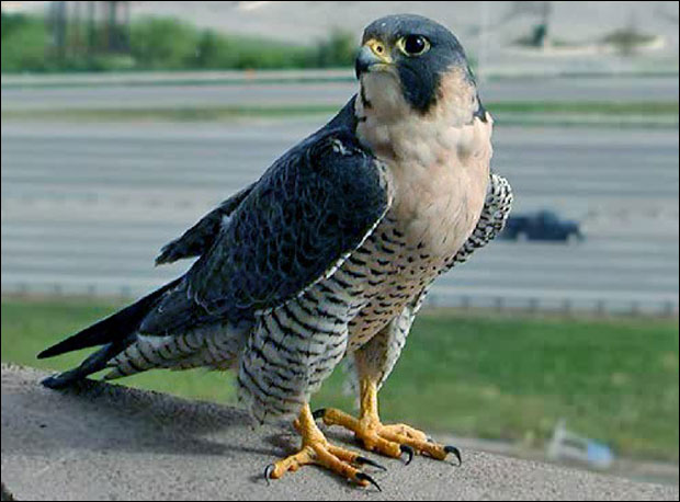 Излечен сиви соко