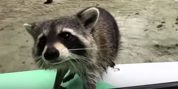 ПОГЛЕДАЈТЕ: Ракунов пљачкашки напад (ВИДЕО)