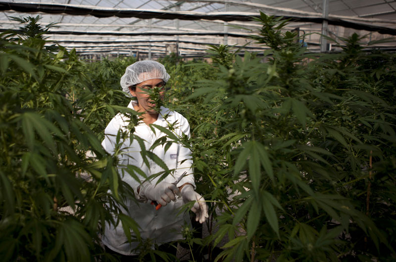 Израел планира да декриминализује употребу марихуане