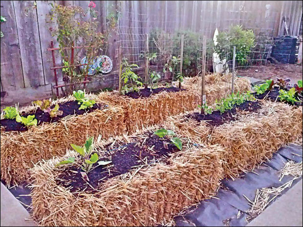 Краставац на слами