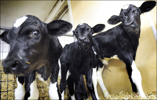 Крава Реска отелила тројке