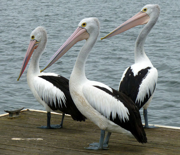 ЗАТВОРЕН БЕЧКИ ЗОО ВРТ: Откривен птичји грип Х5Н8 