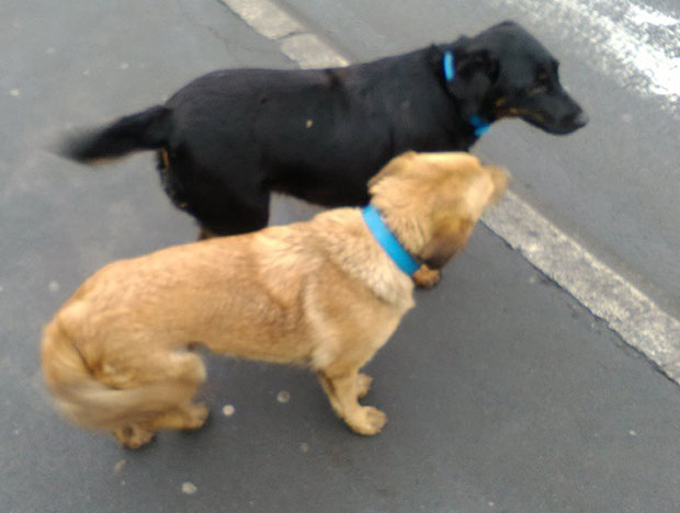 Луталице носе плаве огрлице
