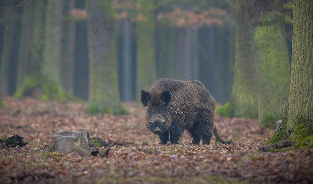 ТЕРОР РАДИОАКТИВНИХ ДИВЉИХ СВИЊА: Терају људе из кућа
