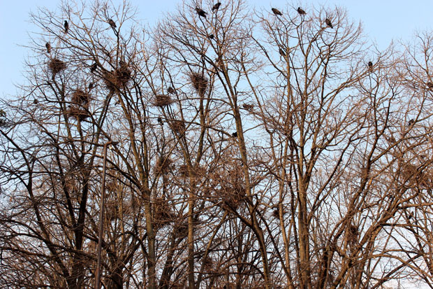КАО У ХИЧКОКОВОМ ФИЛМУ ПТИЦЕ: Над Јагодином лети више од 2.000 врана