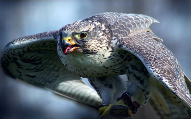 Крио четири степска сокола