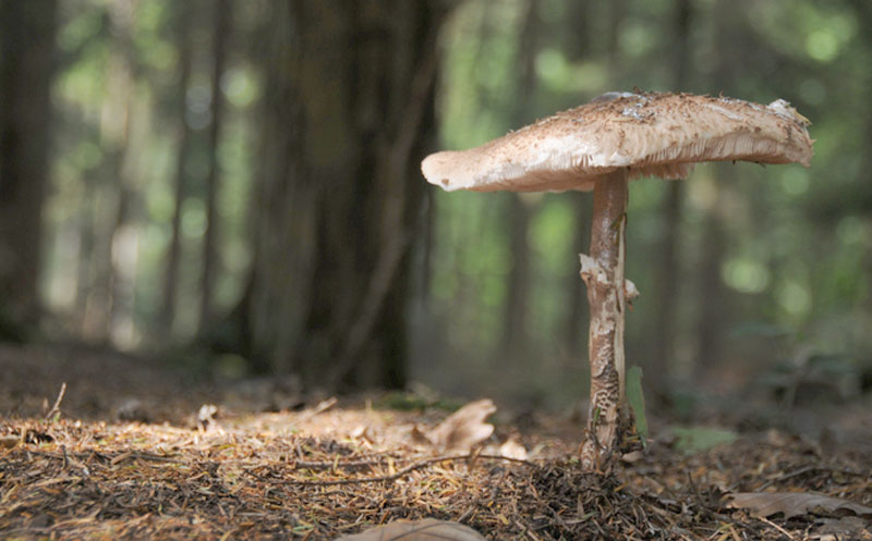 Пронађене потпуно очуване печурке старе 99 милиона година