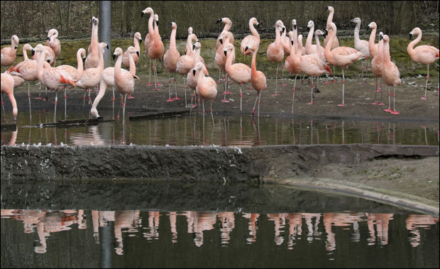 Клинци ишутирали фламинга на смрт