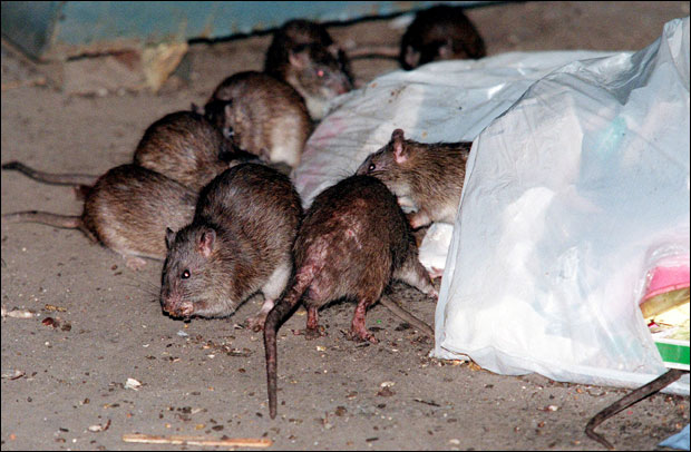 Влада упозорава: Не једите речне пацове, само их уништавајте
