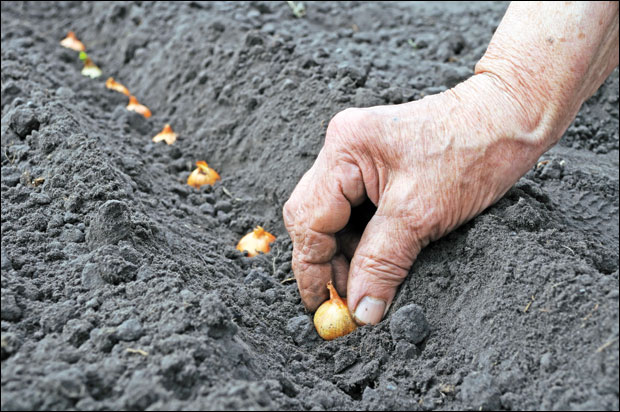 Пожурите са сетвом црног лука