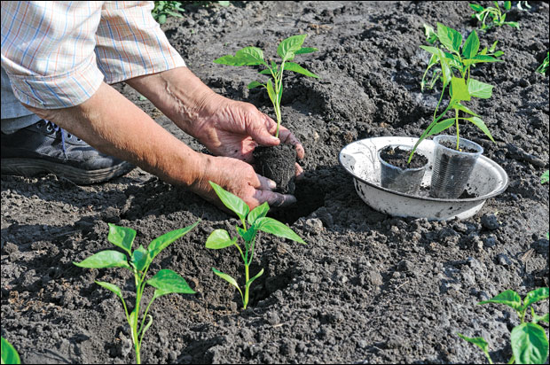 Слоново уво у три боје