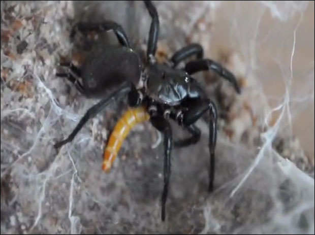 Смртоносан отров паука смањује последице шлога?