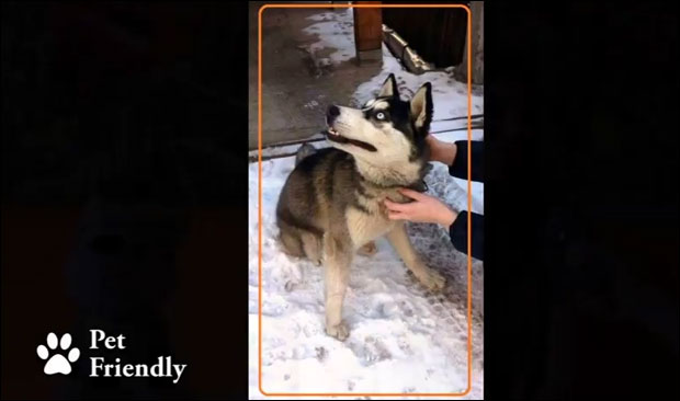 Pet Friendly:  Удружење Чарли из Лазаревца до сада удомило преко 400 напуштених паса