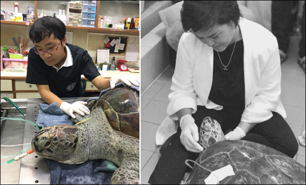 Корњача „касица-прасица“ угинула након што је прогутала 915 новчића