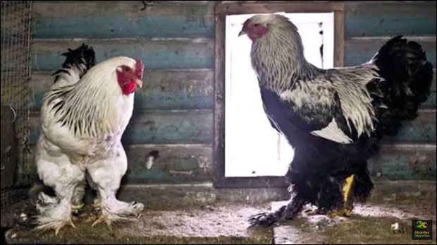 Зашто је овај петао величине детета?!