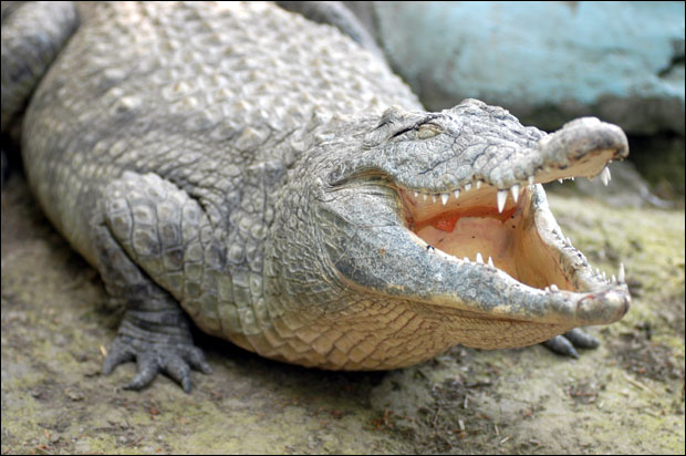 Крокодил убио младог фудбалера после тренинга!