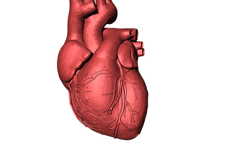 БУДУЋНОСТ ЛЕЧЕЊА СРЧАНИХ ОБОЉЕЊА: Ткиво срца направљено на листу спанаћа