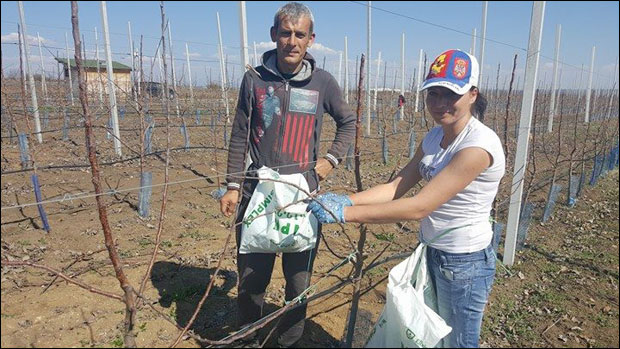 Кад на писти роде крушке