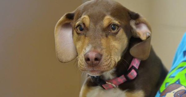 Пас спасао трогодишњакињу смрти