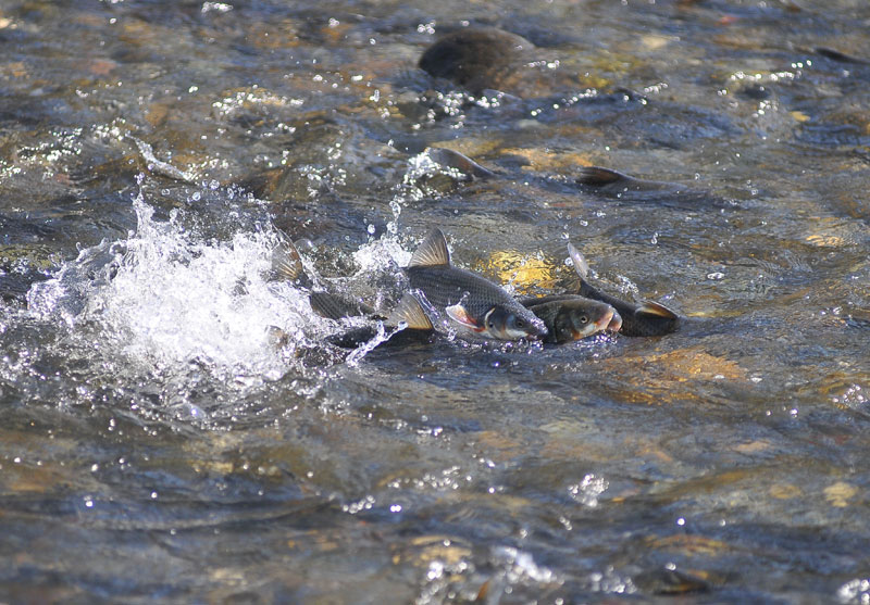 Прокључала река Рибницa у Краљеву