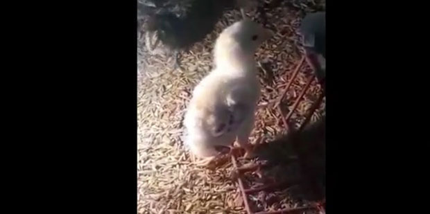 Рођено пиле са четири ноге (ВИДЕО)