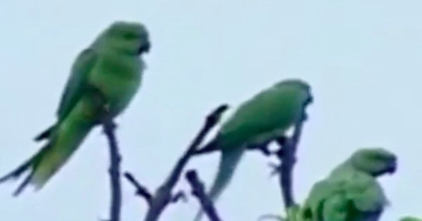 Папагаји зависници пустоше поља мака у Индији