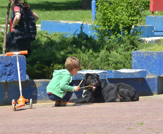 ТРОВАЊЕ КУЋНИХ ЉУБИМАЦА: Отров бржи од закона