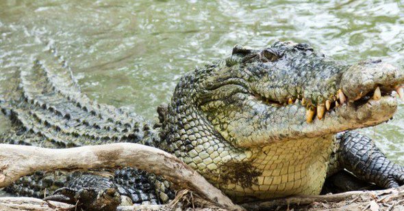 Тинејџер ушао у језеро са крокодилима како би задивио девојку
