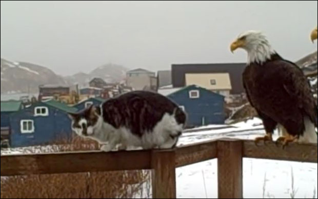 НЕОБИЧНО ПРИЈАТЕЉСТВО: Орлови се друже са мацама! (ВИДЕО)