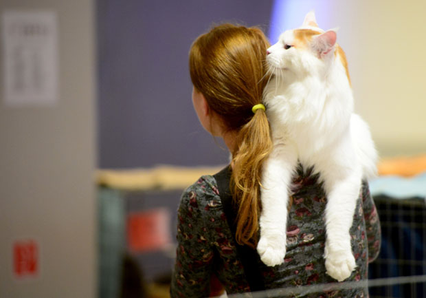 ЉУБИТЕЉИ МАЧАКА СУ БИЛИ У ПРАВУ: Оне нас ипак воле