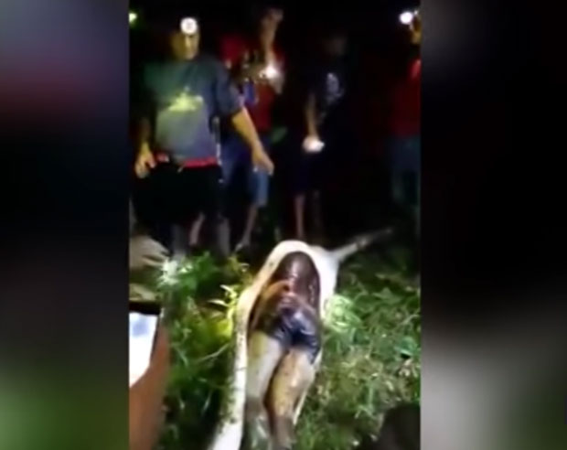 ЈЕЗИВА СМРТ: Огромни питон oд 7 метара прогутао човека (ВИДЕО)
