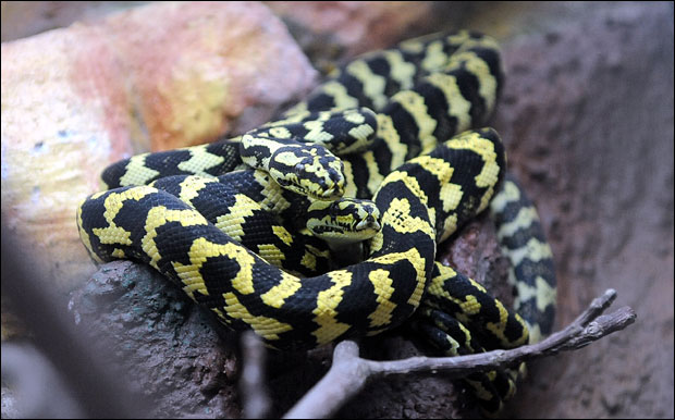 Дечака угризла звечарка, мислио је да је играчка