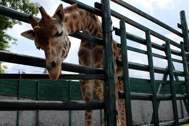 Бесплатан улаз у ЗОО врт, задатак - нацртати Јованчу