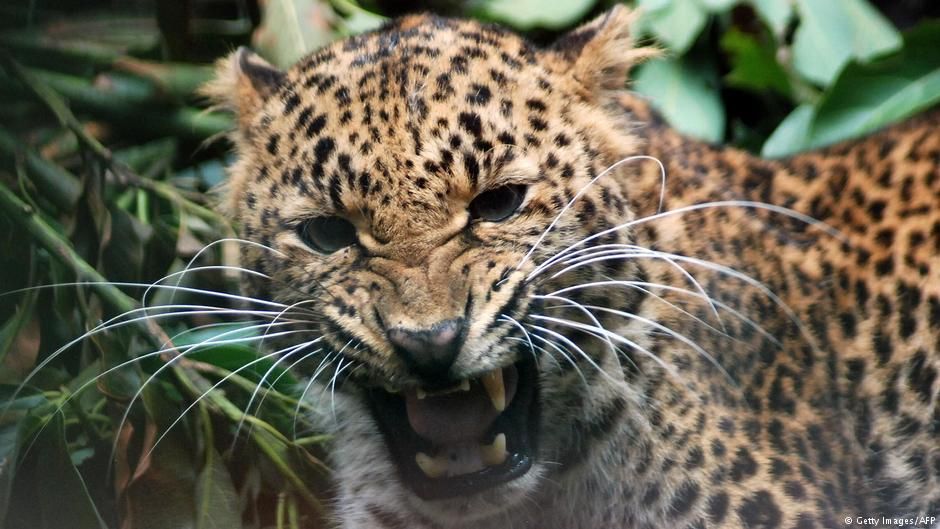 Због леопарда на писти затворен аеродром у Непалу