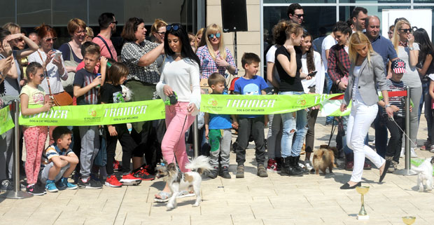 Најлепши пудла и ротвајлер